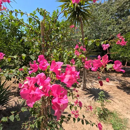 Апартаменты Kalliope Premium Олимпия