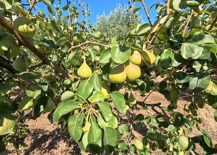 Kalliope Premium Appartement Ancient Olympia